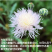 香矢车菊种子花田朵园艺花朵园艺阳台盆栽花朵大花型