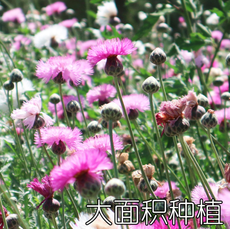 香矢车菊种子花田朵园艺花朵园艺阳台盆栽花朵大花型