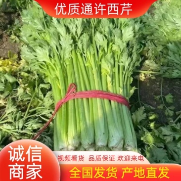 [荐]芹菜优质西芹毛芹原产地发货欢迎来电采购