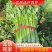 [荐]芹菜优质西芹毛芹原产地发货欢迎来电采购