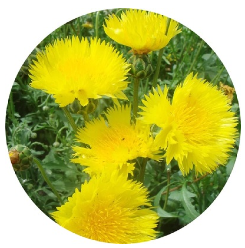 香矢车菊种子花田朵园艺花朵园艺阳台盆栽花朵大花型