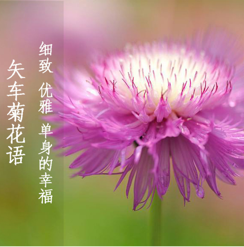 香矢车菊种子花田朵园艺花朵园艺阳台盆栽花朵大花型