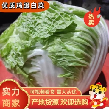 [大白菜]鸡腿大白菜产地白菜欢迎来电采购