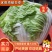 [大白菜]鸡腿大白菜产地白菜欢迎来电采购