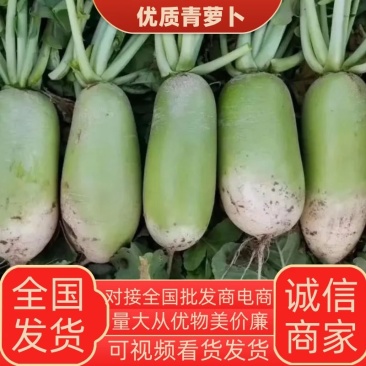 [荐]青萝卜开封大萝卜萝卜这种规格欢迎来电采购