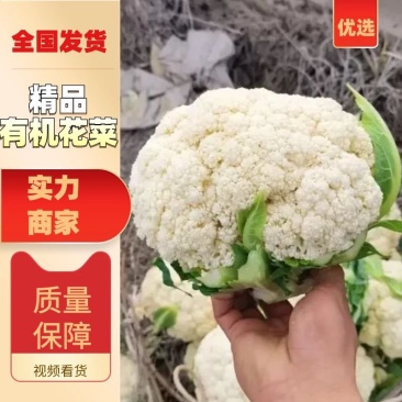 [菜花]白面青梗松花菜有机花菜花菜有机花品质欢迎来电