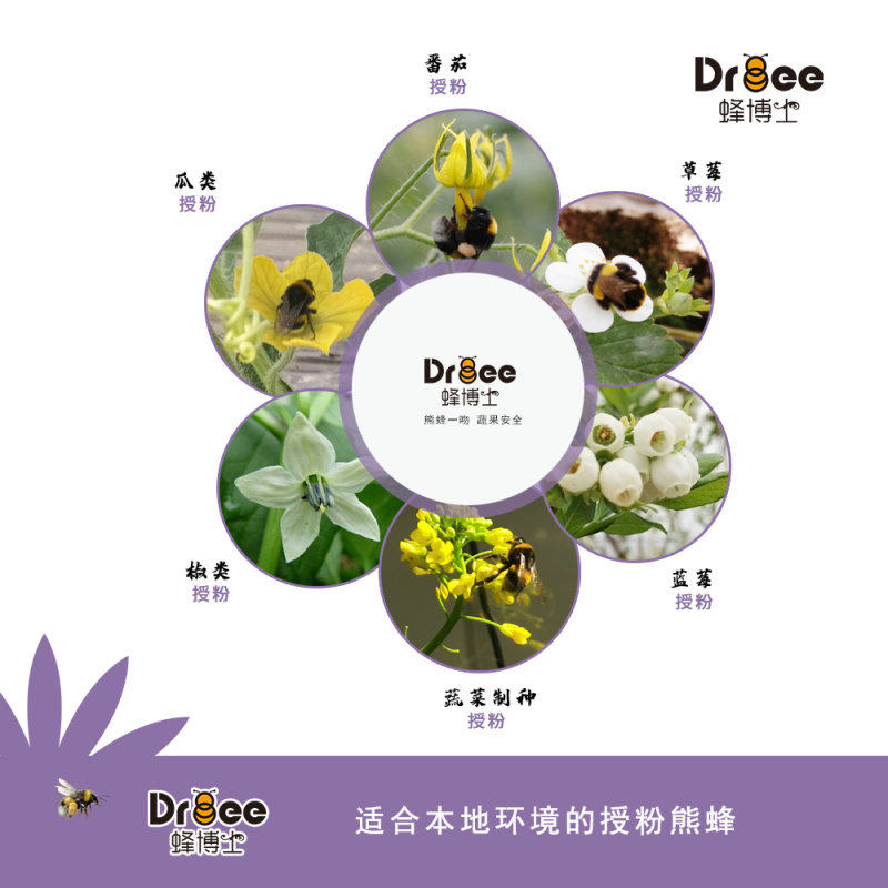 DRBEE蜂博士熊蜂授粉熊蜂