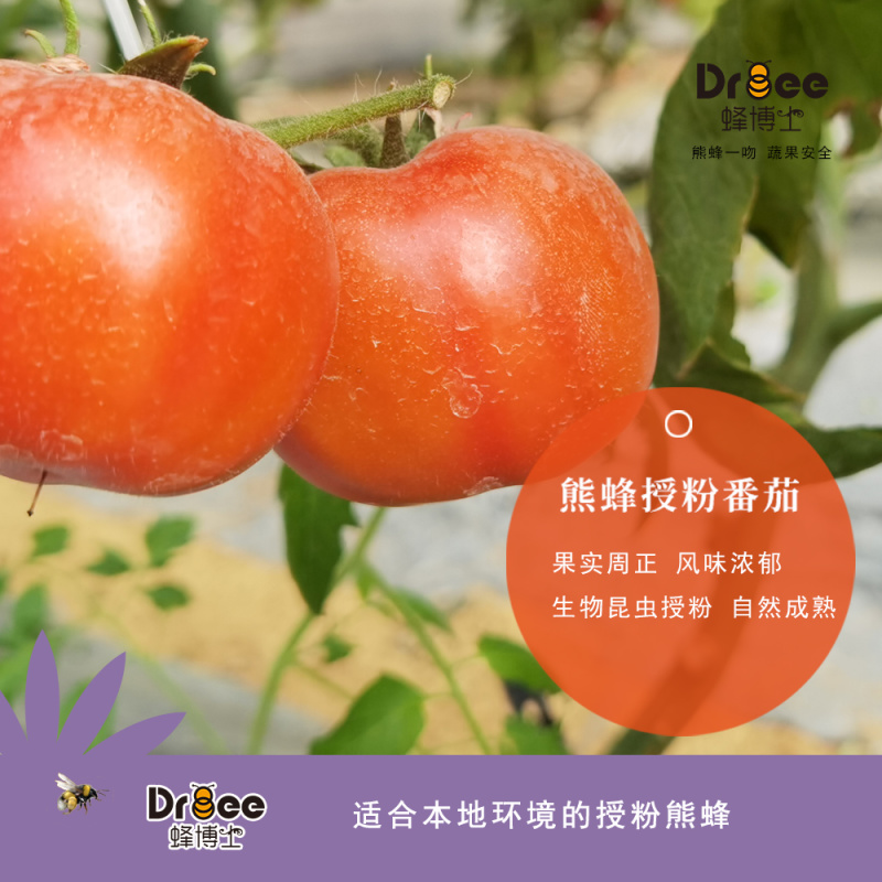 DRBEE蜂博士熊蜂授粉熊蜂
