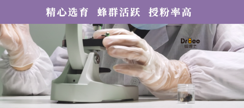 DRBEE蜂博士熊蜂授粉熊蜂