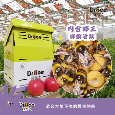 熊蜂番茄授粉熊蜂熊蜂蜂箱碧奥特