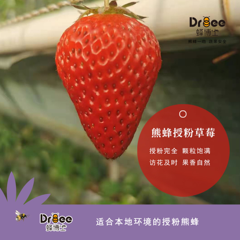 熊蜂番茄授粉熊蜂熊蜂蜂箱碧奥特