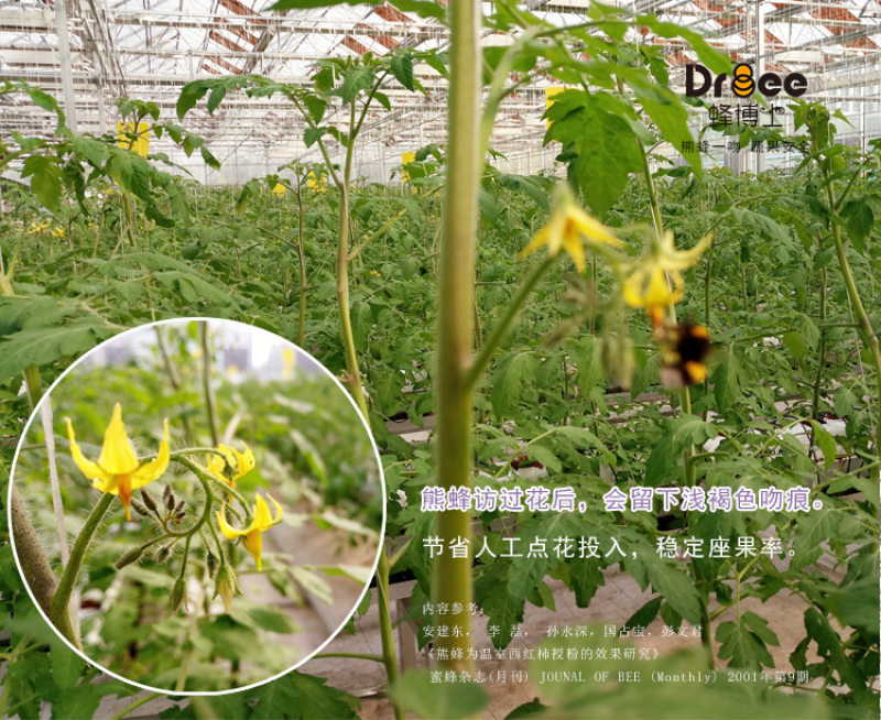 熊蜂番茄授粉熊蜂熊蜂蜂箱碧奥特