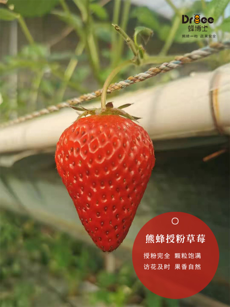熊蜂