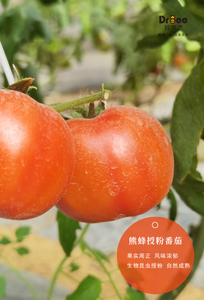 蜂博士熊蜂