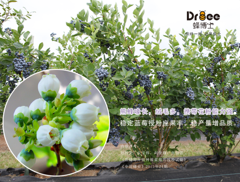 DRBEE蜂博士熊蜂