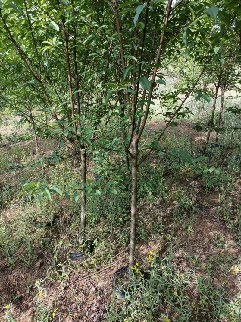 桃花苗桃花枝易存活规格齐全自产自销支持视频看货全国发货