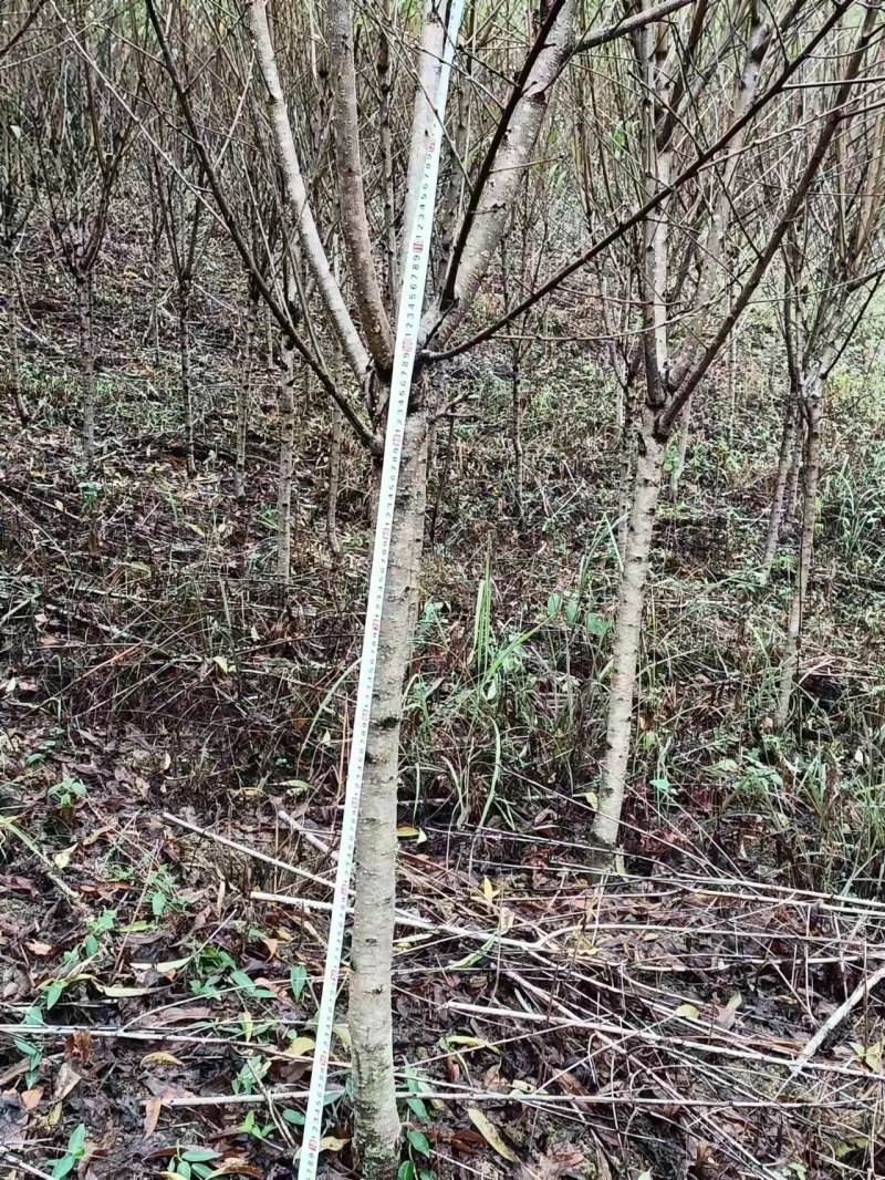 桃花苗桃花枝易存活规格齐全自产自销支持视频看货全国发货