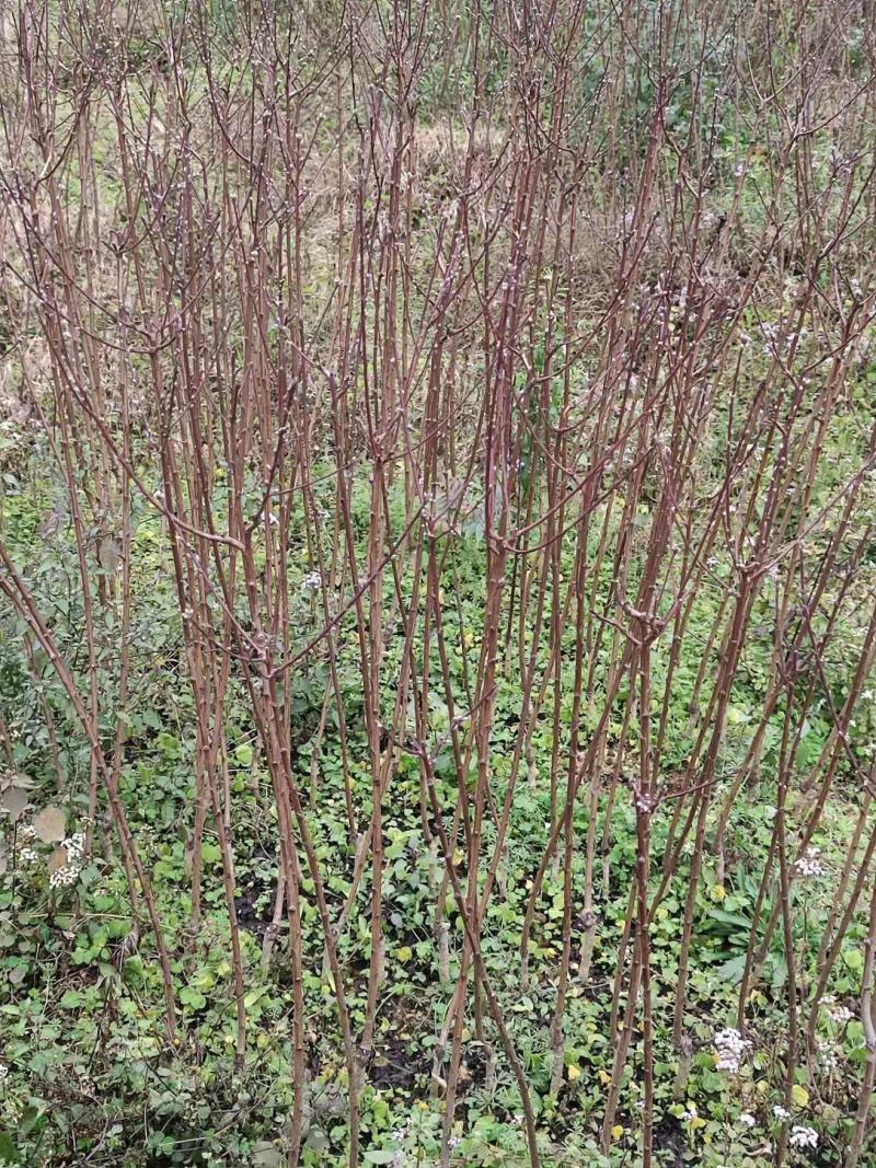 桃花苗桃花枝易存活规格齐全自产自销支持视频看货全国发货
