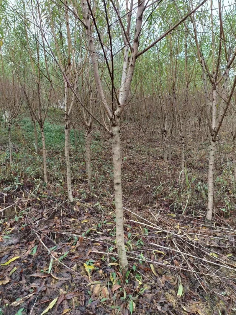 桃花苗桃花枝易存活规格齐全自产自销支持视频看货全国发货