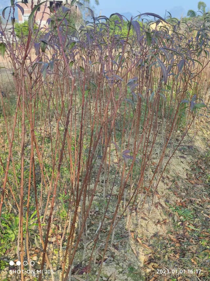 桃花苗桃花枝易存活规格齐全自产自销支持视频看货全国发货