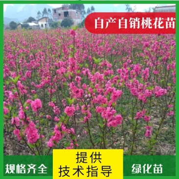 农户自产自销桃花苗一级苗欢迎有需要的老板来电骚扰