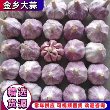 【金乡大蒜】产地直发供应各大市场电商商超品质保证