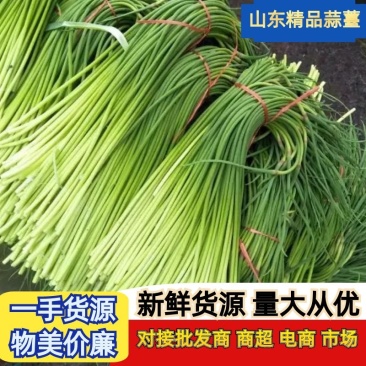 红帽蒜薹产地直发货源充足,常年有货,价格便宜
