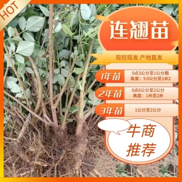 连翘苗3号5号药用连翘苗包邮快递发货根系发达成活率好