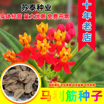 马利筋种子金凤花尖尾凤莲生桂子花芳草花籽种子庭院盆栽四季