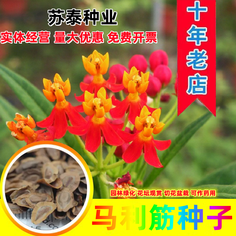 马利筋种子金凤花尖尾凤莲生桂子花芳草花籽种子庭院盆栽四季