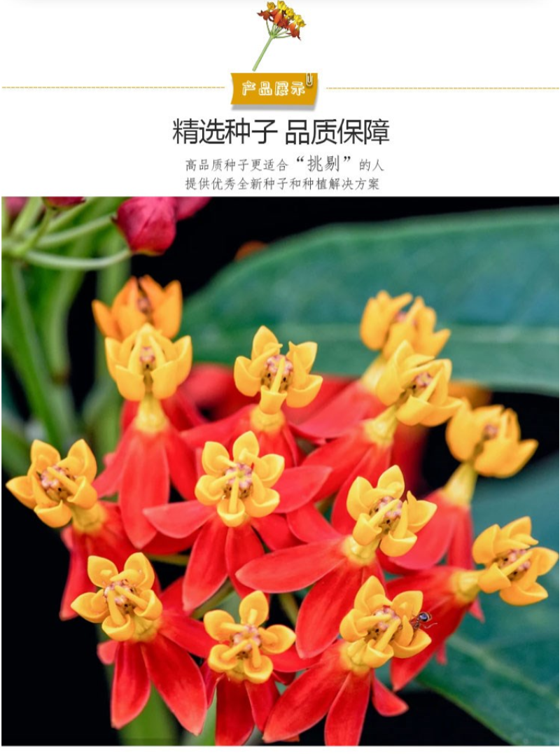 马利筋种子金凤花尖尾凤莲生桂子花芳草花籽种子庭院盆栽四季