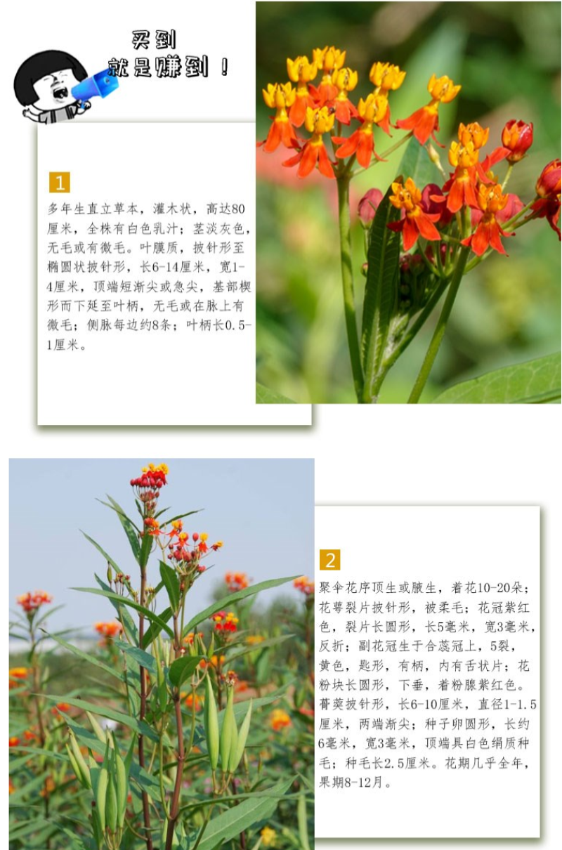 马利筋种子金凤花尖尾凤莲生桂子花芳草花籽种子庭院盆栽四季