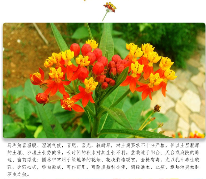 马利筋种子金凤花尖尾凤莲生桂子花芳草花籽种子庭院盆栽四季