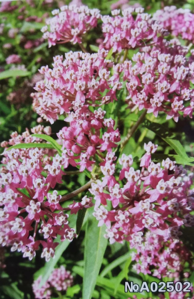 马利筋种子金凤花尖尾凤莲生桂子花芳草花籽种子庭院盆栽四季