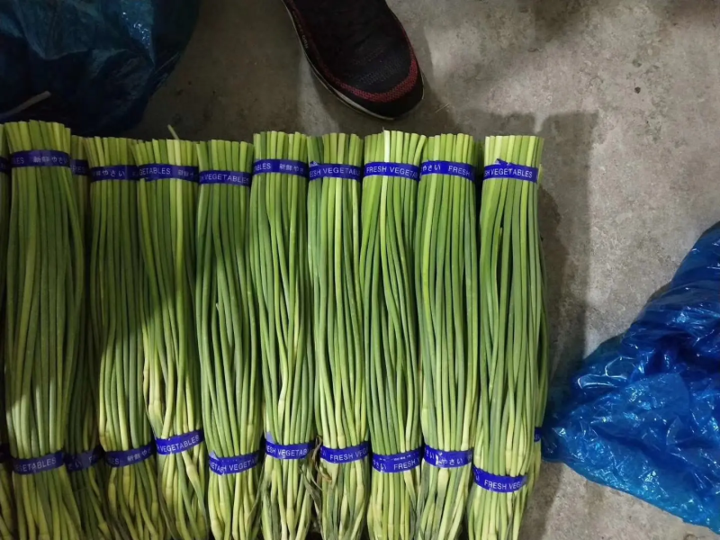 优质蒜苔质量保障视频看货诚信为本对接全国电商批发商欢迎来电