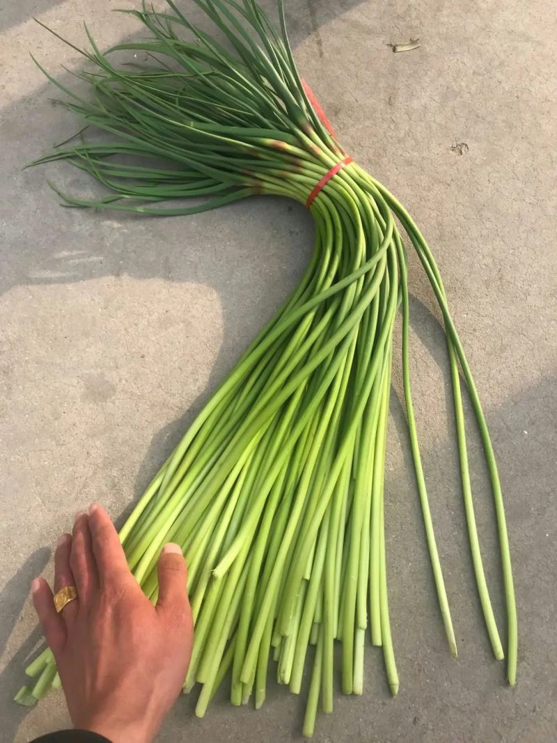 优质蒜苔质量保障视频看货诚信为本对接全国电商批发商欢迎来电