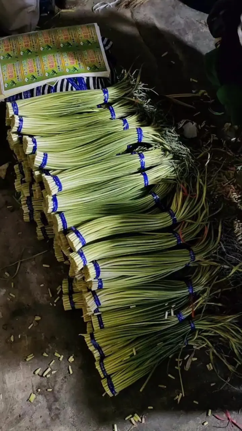 优质蒜苔质量保障视频看货诚信为本对接全国电商批发商欢迎来电