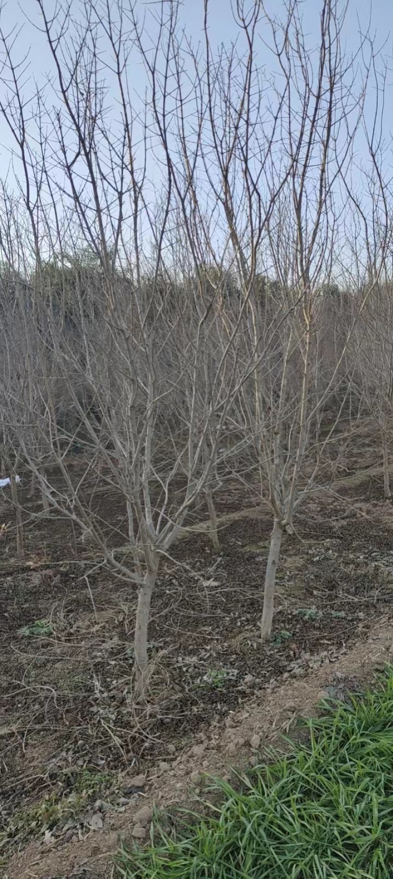 石榴树石榴树苗质量保证价格低规格齐全水果苗欢迎咨询