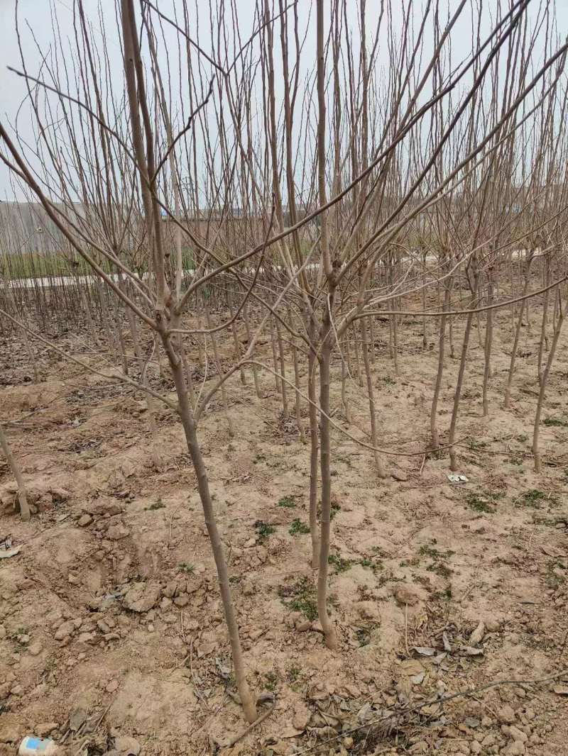 柿树柿子树苗柿树苗阳丰柿树苗质量保证欢迎咨询