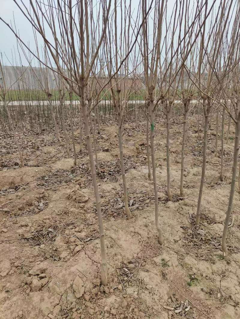 柿树柿子树苗柿树苗阳丰柿树苗质量保证欢迎咨询