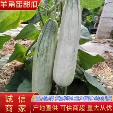 【精品】羊角蜜甜瓜，七八两到一斤半左右可供电商，微商