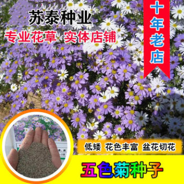 多年生四季易活花种子室外盆栽五色菊花籽庭院小菊花公园花草