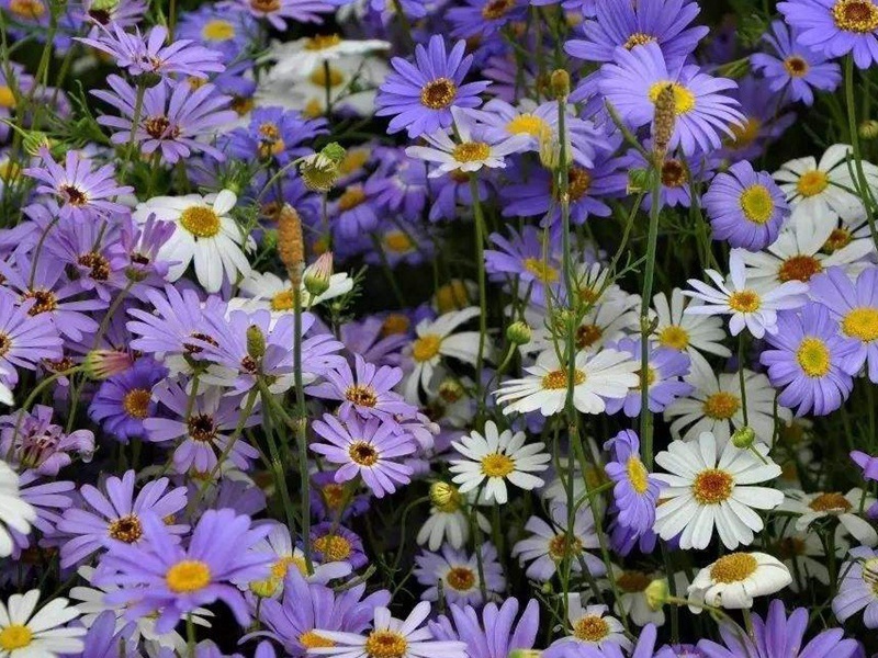 多年生四季易活花种子室外盆栽五色菊花籽庭院小菊花公园花草
