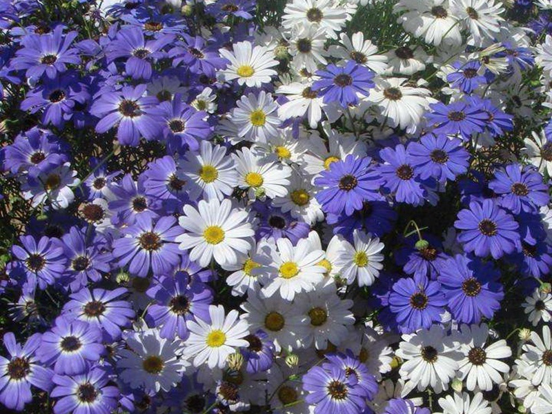多年生四季易活花种子室外盆栽五色菊花籽庭院小菊花公园花草