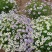 多年生四季易活花种子室外盆栽五色菊花籽庭院小菊花公园花草