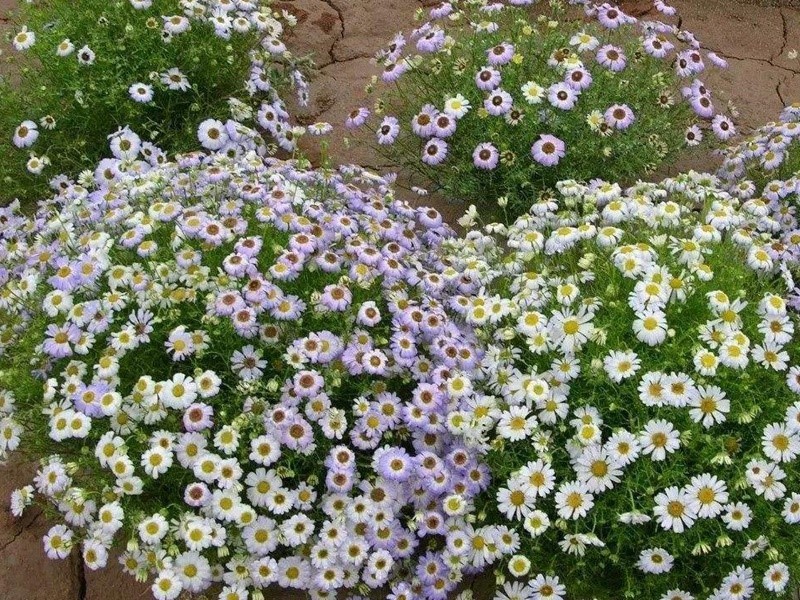 多年生四季易活花种子室外盆栽五色菊花籽庭院小菊花公园花草