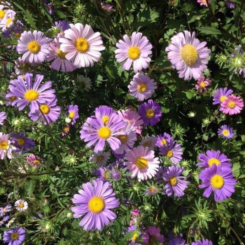多年生四季易活花种子室外盆栽五色菊花籽庭院小菊花公园花草