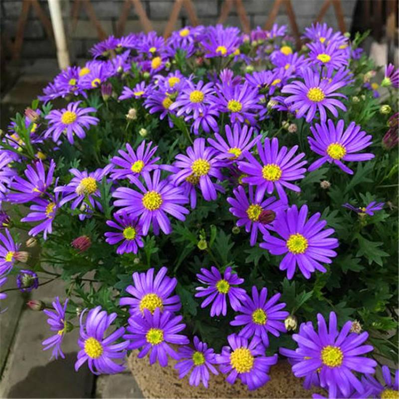 多年生四季易活花种子室外盆栽五色菊花籽庭院小菊花公园花草