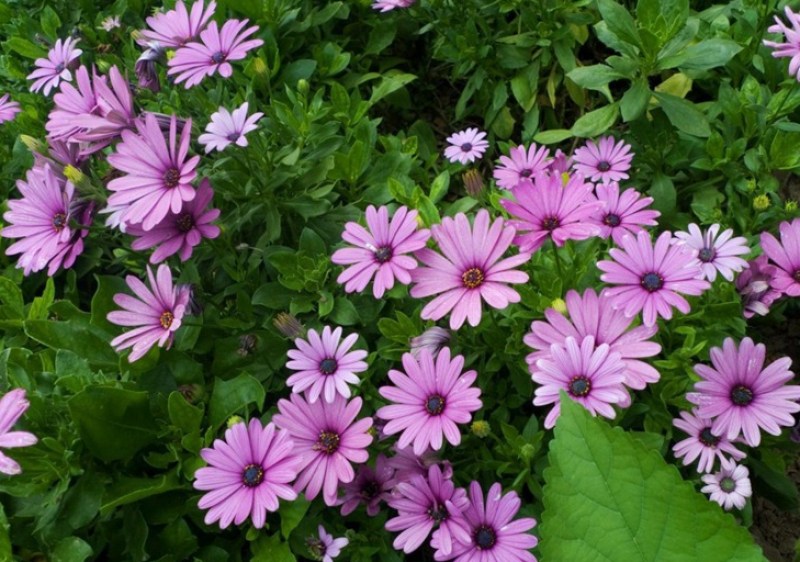多年生四季易活花种子室外盆栽五色菊花籽庭院小菊花公园花草