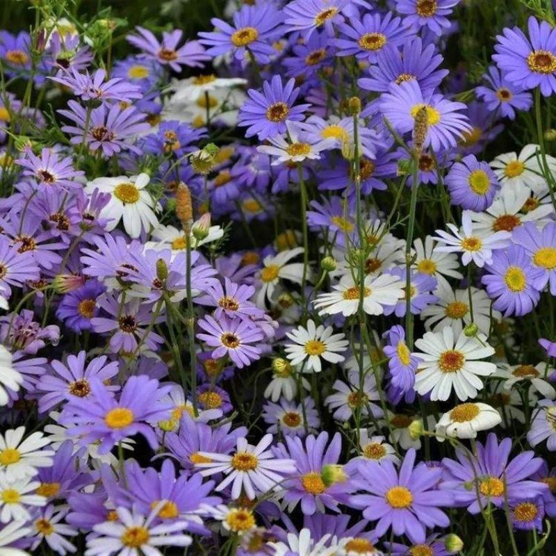 多年生四季易活花种子室外盆栽五色菊花籽庭院小菊花公园花草